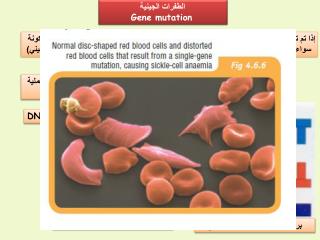 الطفرات الجينية Gene mutation