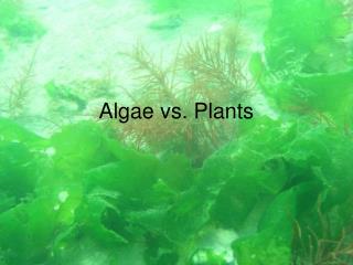 Algae vs. Plants