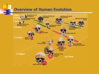 Overview of Human Evolution