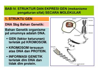 DNA Sbg Bahan Genetik: