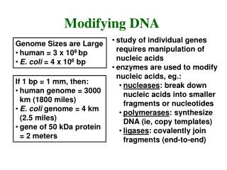 Genome Sizes are Large human = 3 x 10 9 bp E. coli = 4 x 10 6 bp