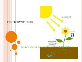 Photosynthesis