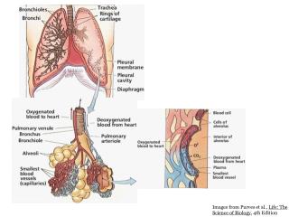 Images from Purves et al., Life: The Science of Biology , 4th Edition