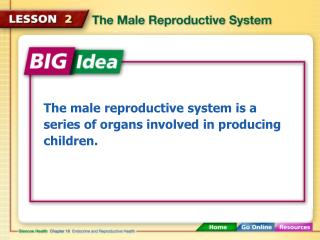 The male reproductive system is a series of organs involved in producing children.