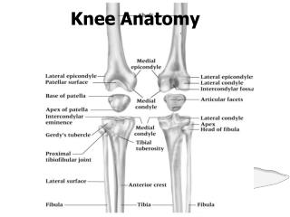 Knee Anatomy