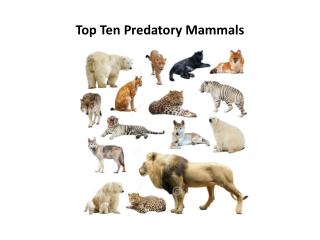 Top Ten Predatory Mammals