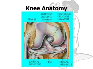 Knee Anatomy