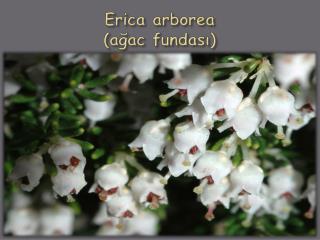 Erica arborea ( ağac fundası)