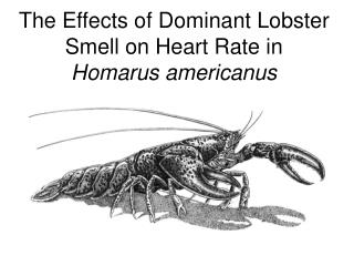 The Effects of Dominant Lobster Smell on Heart Rate in Homarus americanus