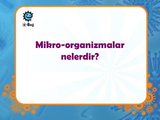 Mikro-organizmalar nelerdir?