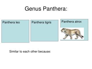Genus Panthera: