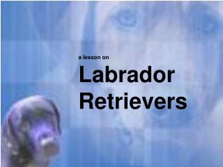 a lesson on Labrador Retrievers