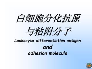 白细胞分化抗原 与粘附分子 Leukocyte differentiation antigen and adhesion molecule