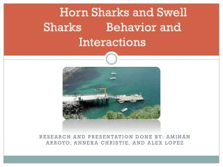 Horn Sharks and Swell Sharks Behavior and Interactions