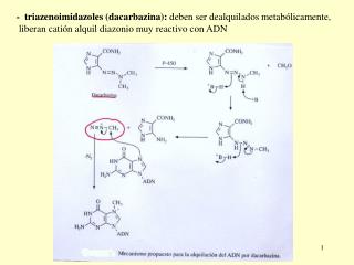 - triazenoimidazoles (dacarbazina): deben ser dealquilados metabólicamente,