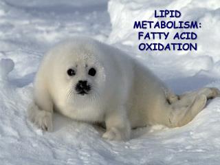 LIPID METABOLISM: FATTY ACID OXIDATION