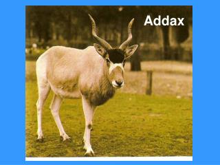 Addax