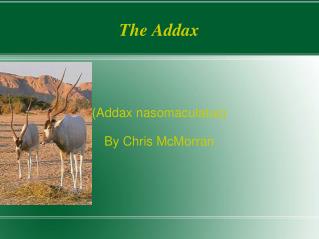 The Addax