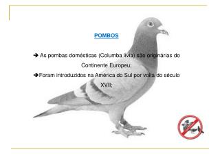 POMBOS  As pombas domésticas (Columba livia) são originárias do Continente Europeu;