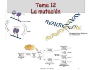 Tema 12 La mutación