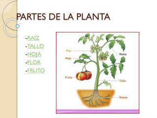 PARTES DE LA PLANTA
