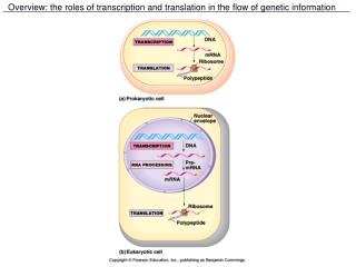 Overview: the roles of transcription and translation in the flow of genetic information