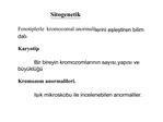 Sitogenetik Fenotiplerle kromozomal anormalilerini eslestiren bilim dali. Karyotip Bir bireyin kromozomlarinin sa