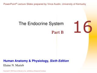 The Endocrine System Part B