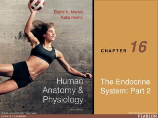 The Endocrine System: Part 2