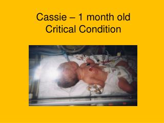 Cassie – 1 month old Critical Condition