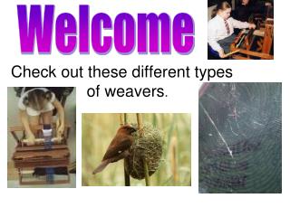 Check out these different types of weavers .
