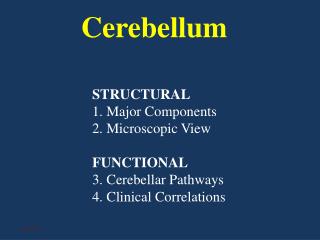 Cerebellum