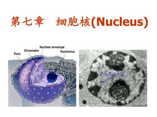 第七章 细胞核 ( Nucleus )