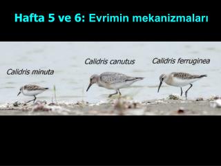 Hafta 5 ve 6: Evrimin mekanizmaları