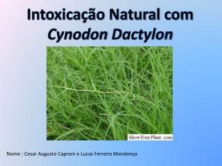 Intoxicação Natural com Cynodon Dactylon