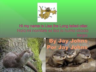 Hi my name is Lisa the Long tailed otter. H ola mi nombre es lisa la nutria atada larga.