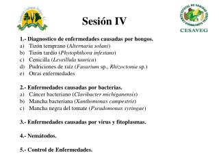 1.- Diagnostico de enfermedades causadas por hongos. Tizón temprano ( Alternaria solani )