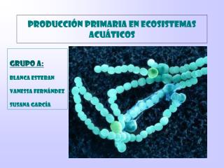 PRODUCCIÓN PRIMARIA EN ECOSISTEMAS ACUÁTICOS