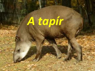 A tapír