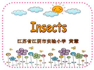 Insects