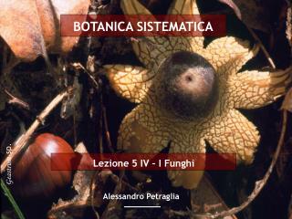 Lezione 5 IV – I Funghi