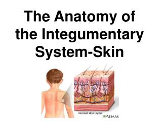The Anatomy of the Integumentary System-Skin