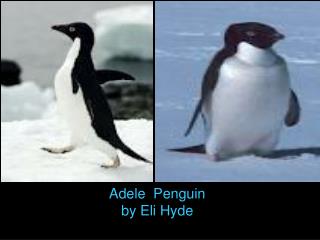 Adele Penguin by Eli Hyde