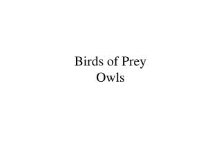 Birds of Prey Owls