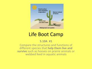 Life Boot Camp