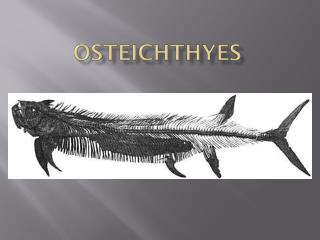 Osteichthyes