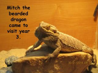 Mitch the bearded dragon came to visit year 3.
