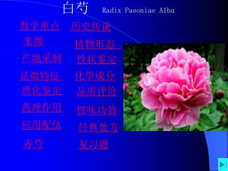 白芍 Radix Paeoniae A1ba