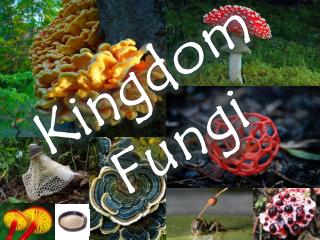 PPT - Kingdom Fungi PowerPoint Presentation, free download - ID:5339753