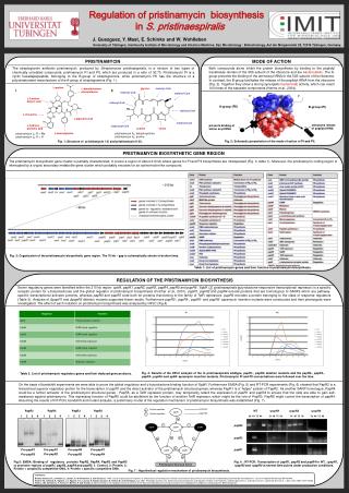 Regulation of pristinamycin biosynthesis in S. pristinaespiralis